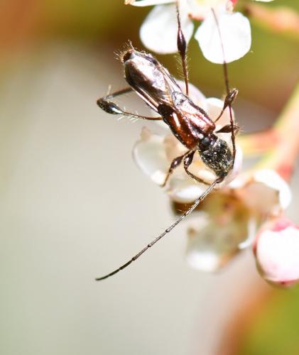 Réf. 282 699 : Molorchus minor